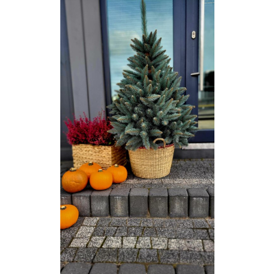 Choinka Sztuczna Świerk Srebrny w Donicy 160cm